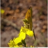 colias croceus imago3 don